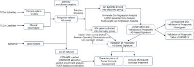 Clear cell renal cell carcinoma: immunological significance of alternative splicing signatures